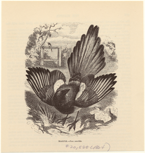 Image ID 820984