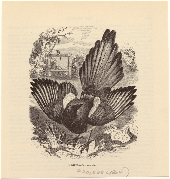 Image ID 820984
