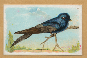 Image ID 820986