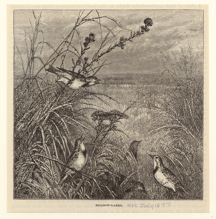 Image ID 820989

