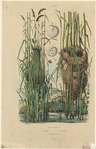 Image ID 820998