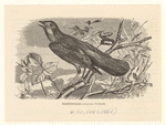Image ID 821022