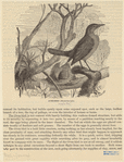 Image ID 821027