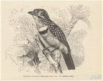 Image ID 821029
