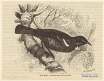 Image ID 821031