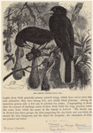 Image ID 821039