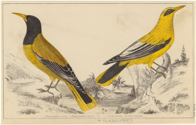 Image ID 821041
