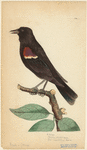 Image ID 821043