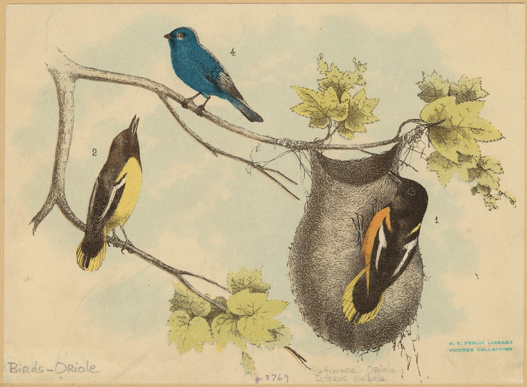 Image ID 821047
