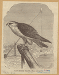 Image ID 821053