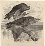 Image ID 821055