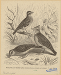 Image ID 821072