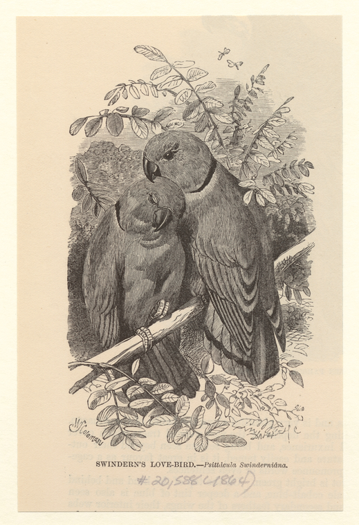 Image ID 821078
