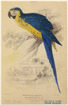 Image ID 821095
