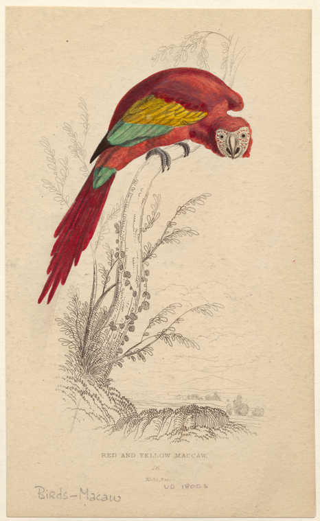 Image ID 821096
