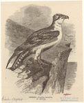 Image ID 821103