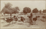Image ID 821119