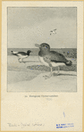 Image ID 821162