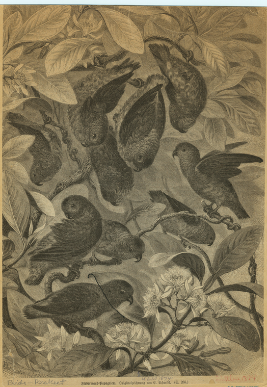 Image ID 821167
