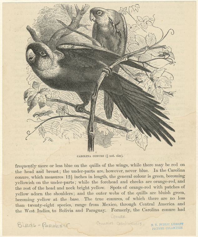 Image ID 821190
