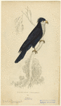 Image ID 821195