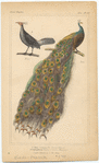 Image ID 821235