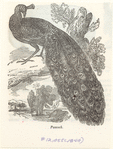 Image ID 821238