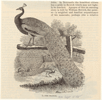 Image ID 821241