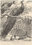 Image ID 821242