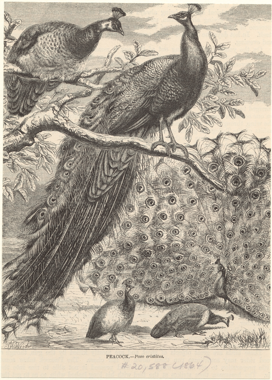 Image ID 821242

