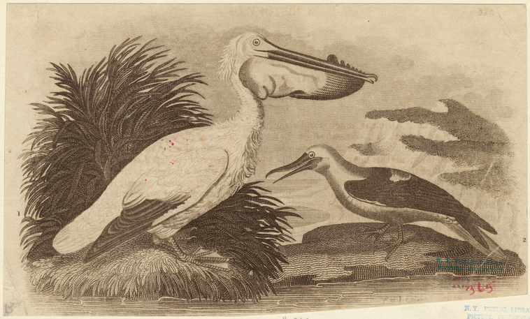 Image ID 821248
