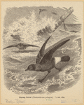 Image ID 821263