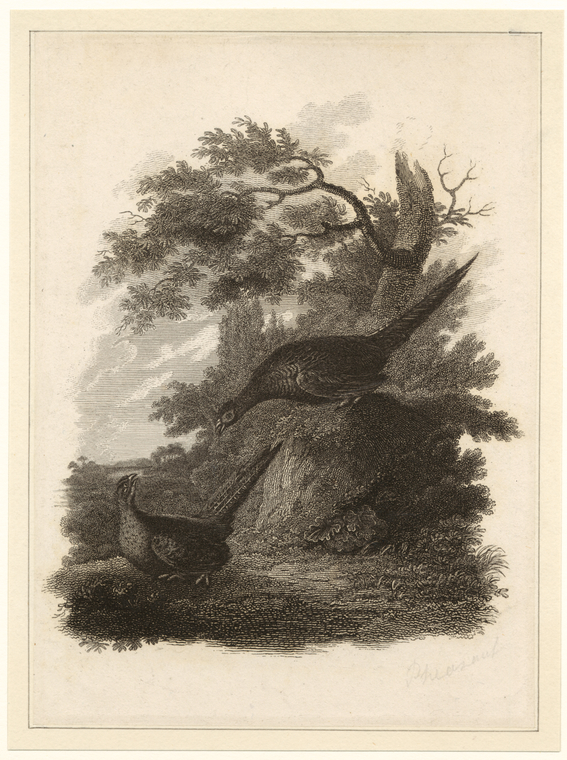 Image ID 821285
