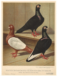 Image ID 821293