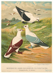 Image ID 821296