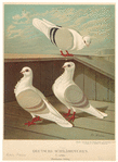 Image ID 821301