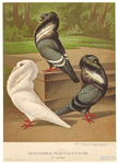 Image ID 821306