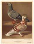 Image ID 821311