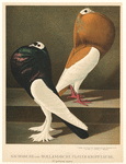 Image ID 821312