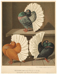 Image ID 821316