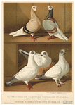 Image ID 821321