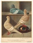 Image ID 821322