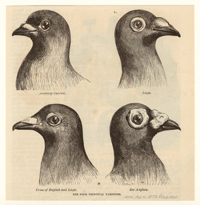 Image ID 821334