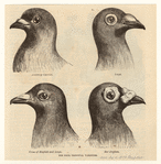 Image ID 821334
