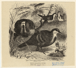 Image ID 821337