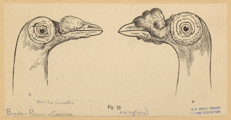 Image ID 821375

