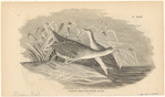 Image ID 821384