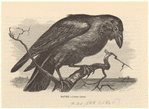Image ID 821388
