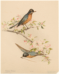 Image ID 821394