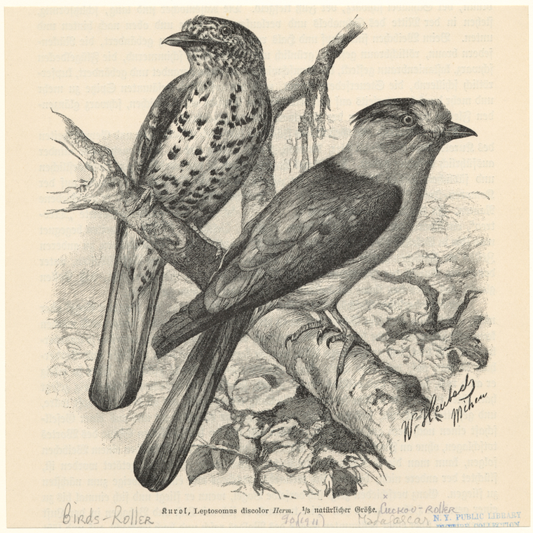 Image ID 821397
